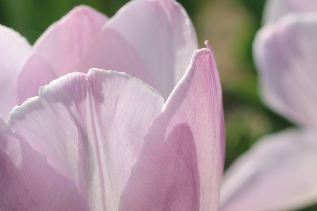 Scavenger Hunt for Spring Flowers 8 tulips, pink tulips, pink flowers