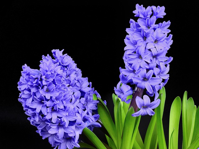 hyacinth, flowers
