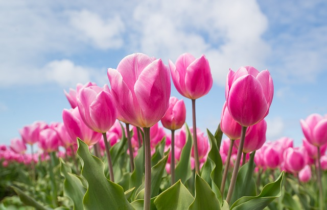 lots of pink tulips in a field on a sunny day