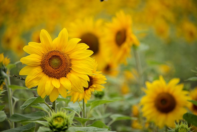 sunflower, yellow, beautiful flowers