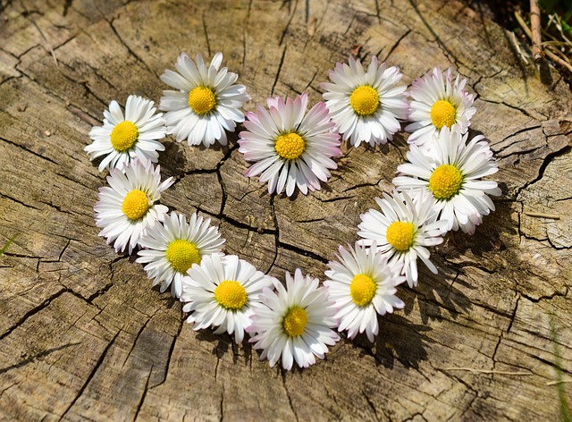 Scavenger Hunt for Spring Flowers 2 daisies, heart, flowers