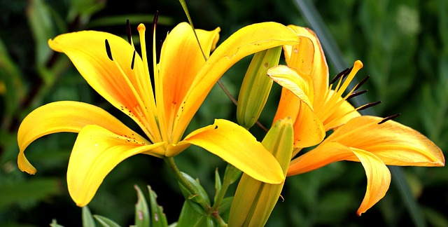 lilies, yellow, late spring flowers