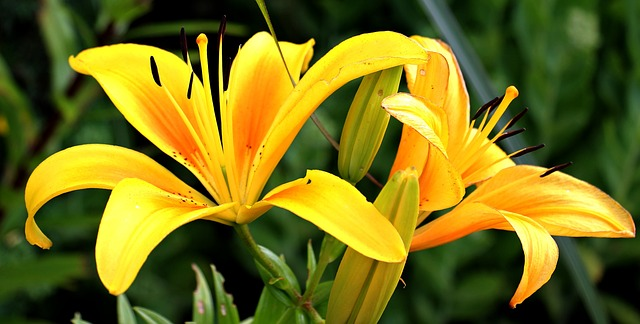 Scavenger Hunt for Spring Flowers 5 lilies, yellow, late spring flowers