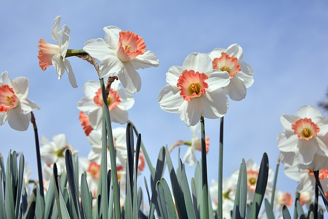 Scavenger Hunt for Spring Flowers 6 flowers, daffodil, bloom