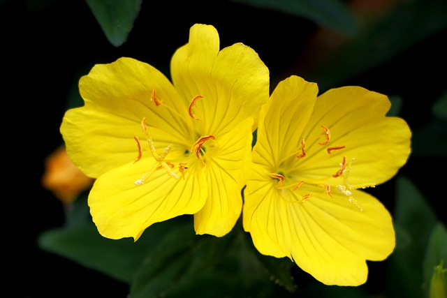 Scavenger Hunt for Spring Flowers 7 evening primrose, plant, flower