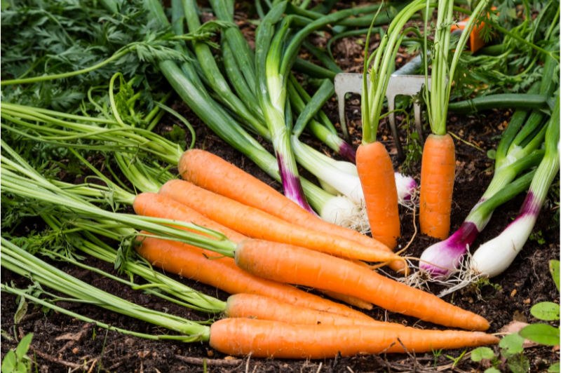 Growing Vegetables with Kids This Spring 1 carrots in garden vegetable patch