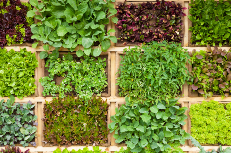 Growing Vegetables with Kids This Spring 2 herb garden layout